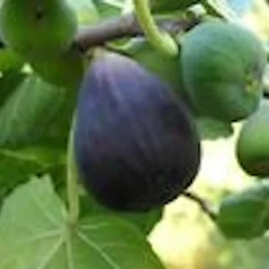 3 Black Mission Fig Tree Live Starter Plants - Fruit Bearing & Shade - Image 4