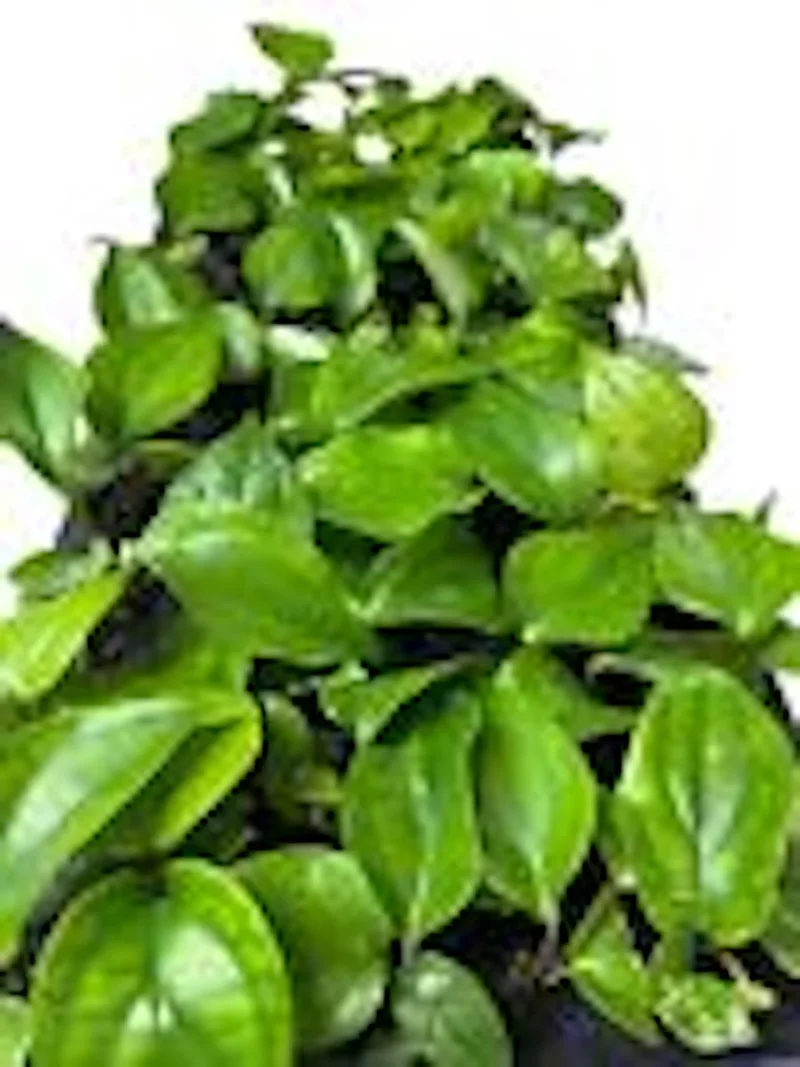 maiden grass plant Adagio Maiden Grass | Live Quart Sized Plants main image 0
