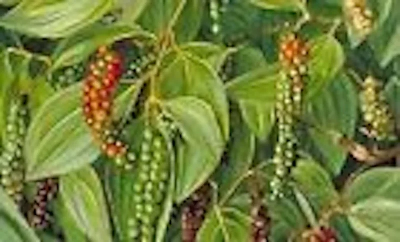 Black Pepper Plant (Piper Nigrum) - Edible Perennial Starter