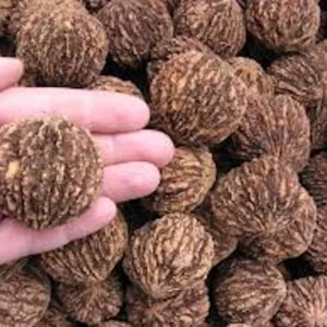 3 Black Walnut Tree Seeds - Juglans Nigra Organic for Nut Garden Planting - Image 1