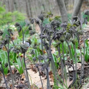 3 Blue Cohosh Bare Root Plants - Organic Perennial for Shade Garden - Image 7