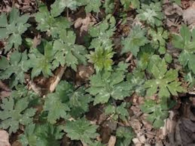 Canadian Waterleaf Bare Root Perennial for Shade Gardens