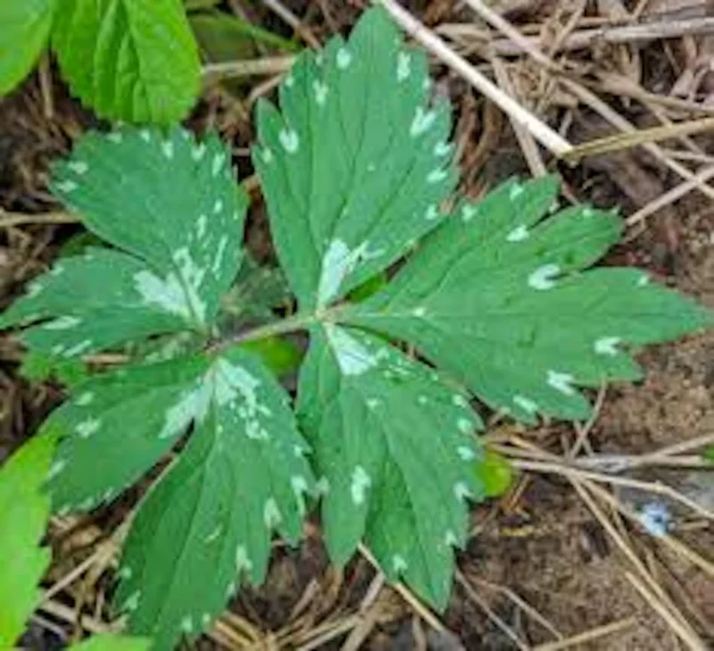 Canadian Waterleaf Bare Root Perennial for Shade Gardens
