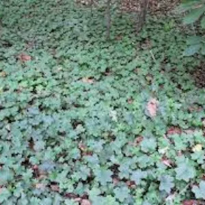 3 Canadian Waterleaf Bare Root Perennial for Shade Gardens, 1-2 ft Tall - Image 4