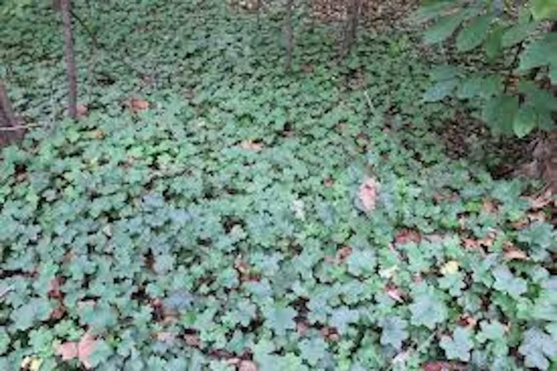 Canadian Waterleaf Bare Root Perennial for Shade Gardens