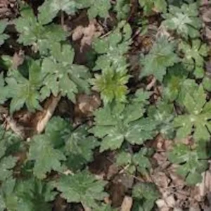 3 Canadian Waterleaf Bare Root Perennial for Shade Gardens, 1-2 ft Tall - Image 5