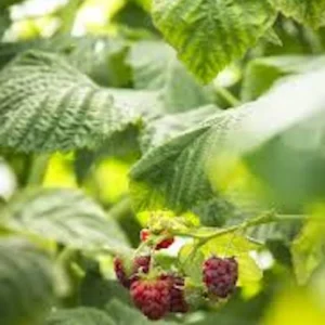 3 Canby Thornless Red Raspberry Starter Plug - Fruit Bearing Bare Root Plant - Image 3