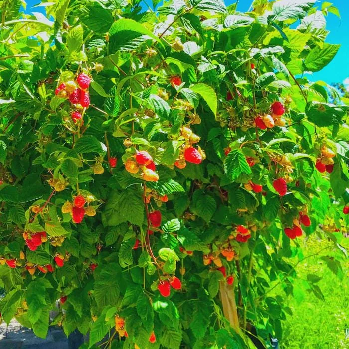 3 Canby Thornless Red Raspberry Starter Plug - Fruit Bearing Bare Root Plant - Image 6