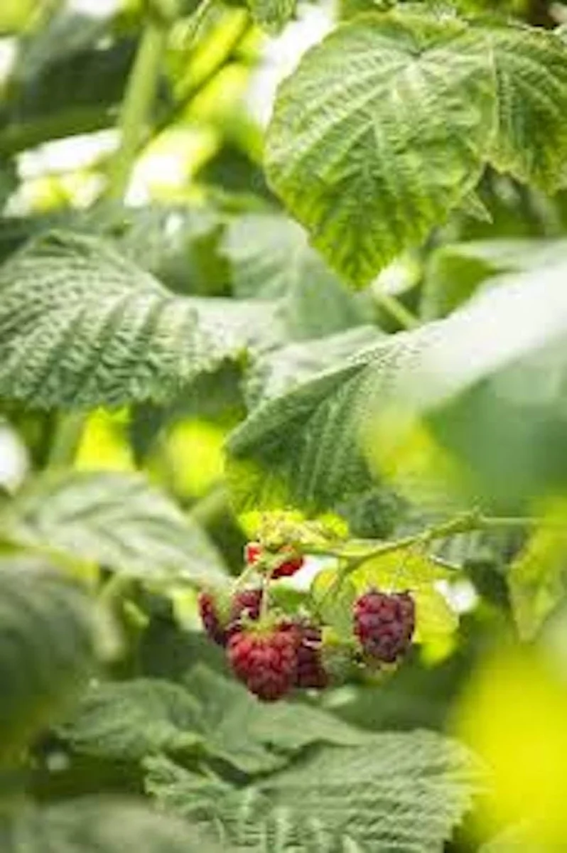 3 Canby Thornless Red Raspberry Starter Plug - Fruit Bearing Bare Root Plant - Image 7