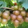 3 Carlos Muscadine Grape Live Plant - Sweet Edible Vine Starter, Perennial - Image 1