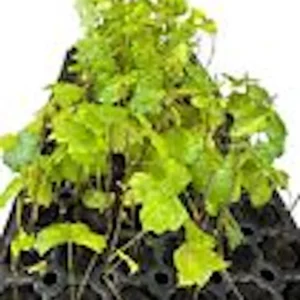 3 Carlos Muscadine Grape Live Plant - Sweet Edible Vine Starter, Perennial - Image 2