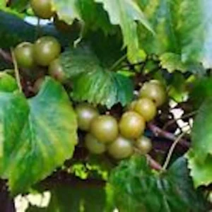 3 Carlos Muscadine Grape Live Plant - Sweet Edible Vine Starter, Perennial - Image 5