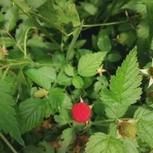 3 Cascade Delight Red Raspberry Starter Plug - Rubus idaeus - Live Bare Root Plant - Zones 4-9 - Image 4