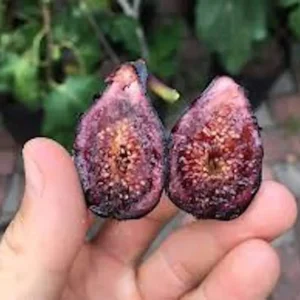 3 Celeste Fig Starter Plugs - Sweet Honey/Sugar Figs (Ficus carica) Live Plant - Image 4