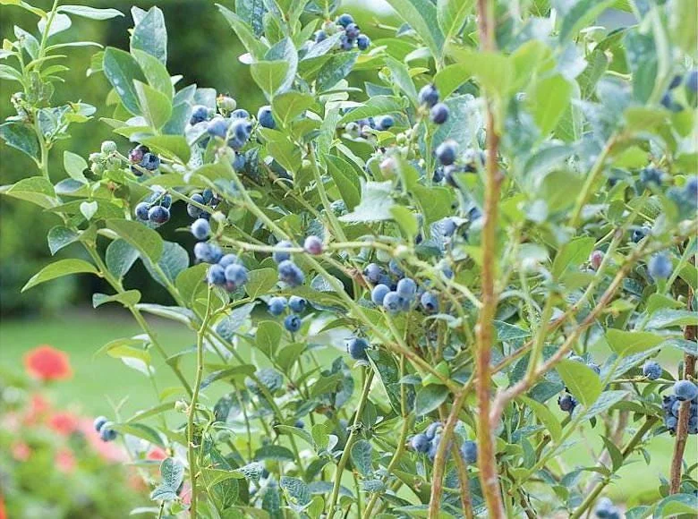 3 Chandler Blueberry Starter Plug Live Plants - Northern Highbush, Large Berries - Image 7