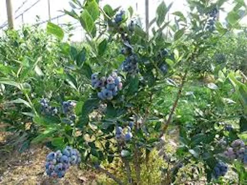 3 Chandler Blueberry Starter Plug Live Plants - Northern Highbush, Large Berries - Image 8