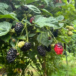 3 Chickasaw Blackberry Starter Plug - Rubus fruticosus - Live Plant Outdoor - Image 2