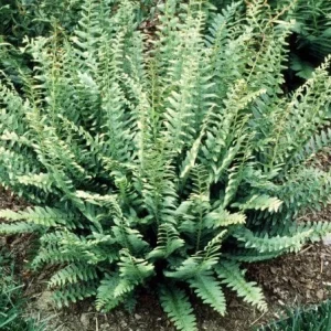 3 Christmas Fern Bare Root Plants (Polystichum Acrostichoides) - Outdoor Evergreen Shade Plant - Image 4
