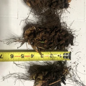 3 Christmas Fern Bare Root Plants (Polystichum Acrostichoides) - Outdoor Evergreen Shade Plant - Image 5