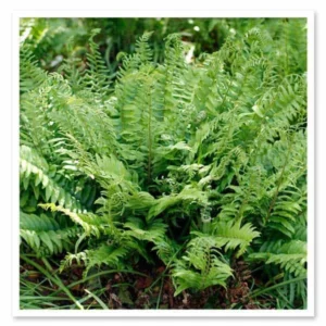 3 Christmas Ferns Polystichum Acrostichoides Bare Root Plant - Evergreen Perennial Shade Garden - Image 8