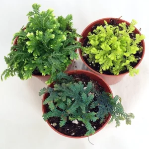 3 Club Moss Plants - Selaginella Live Plants - 2 inch Pots for Terrariums & Fairy Gardens - Image 2