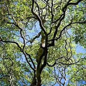 3 Corkscrew Willow Tree 2-3 ft Bare Root Starter Plant - Twisted Branches - Image 3