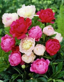 3 Cotton Candy Mix Peony Bare Root Plants - Karl Rosenfield, Sarah Bernhardt, Shirley Temple - Image 2
