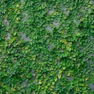 3 Creeping Fig Starter Plants (Ficus pumila) – Bare Root Vine – Outdoor Landscaping - Image 1