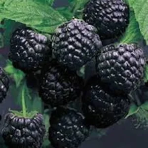 3 Cumberland Black Raspberry Live Plants - Rubus occidentalis - 2 Year Old Fruit Plant - Image 4