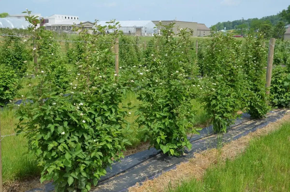 3 Darrow Blackberry Starter Plug - Live Plant - Cold Hardy Fruit Bush - Image 4