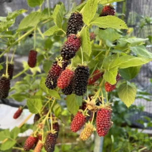 3 Darrow Blackberry Starter Plug - Live Plant - Cold Hardy Fruit Bush - Image 7