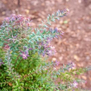 3 Darrow's Native Blueberry Starter Plug Vaccinium darrowii - Outdoor Live Shrub - Image 6