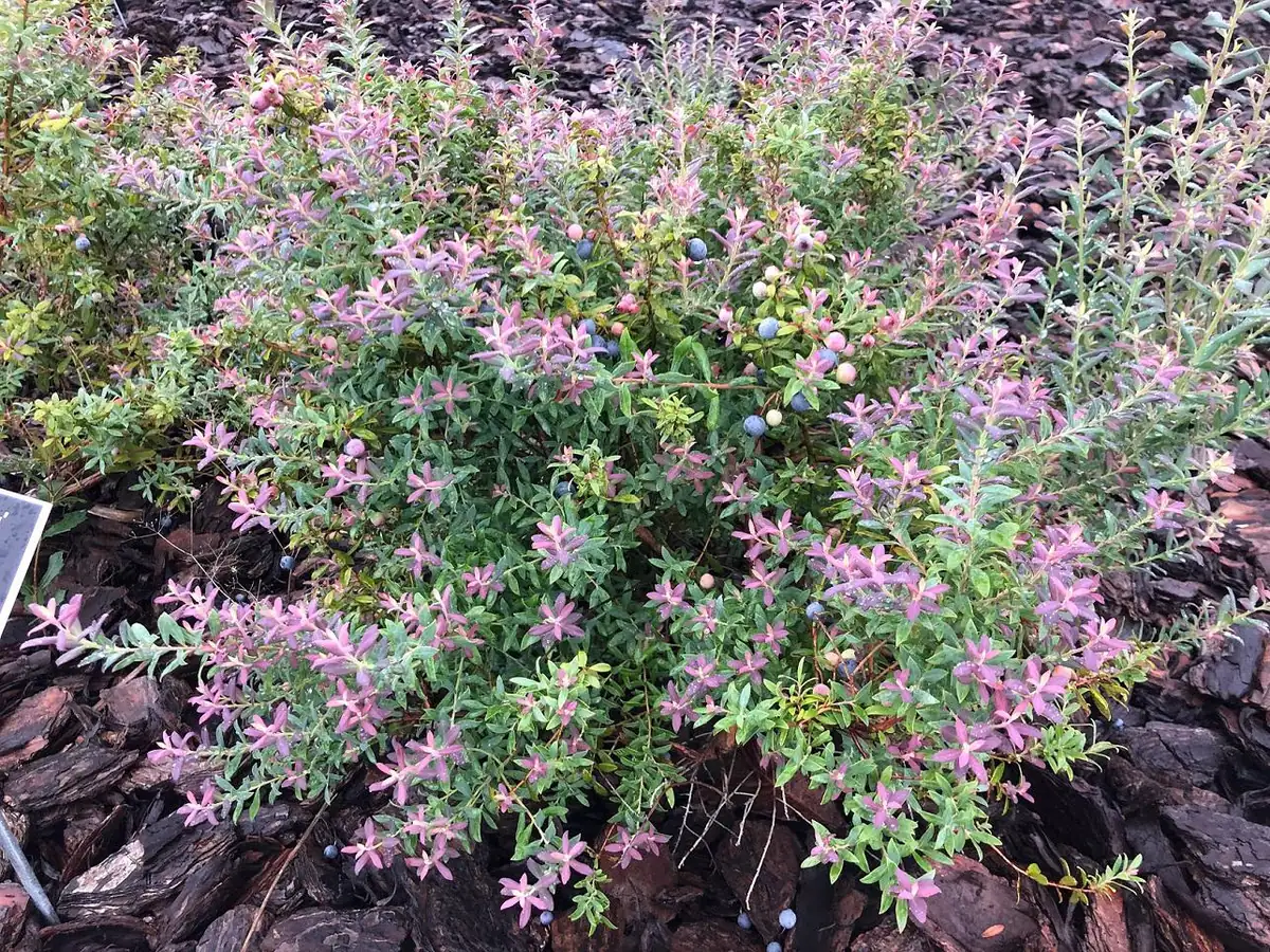 3 Darrow's Native Blueberry Starter Plug Vaccinium darrowii - Outdoor Live Shrub - Image 7