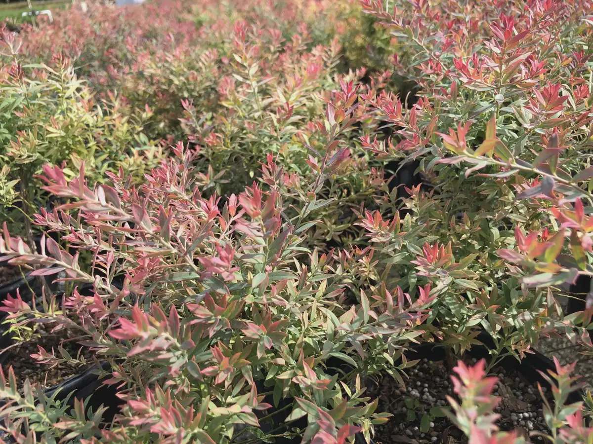 3 Darrow's Native Blueberry Starter Plug Vaccinium darrowii - Outdoor Live Shrub - Image 8