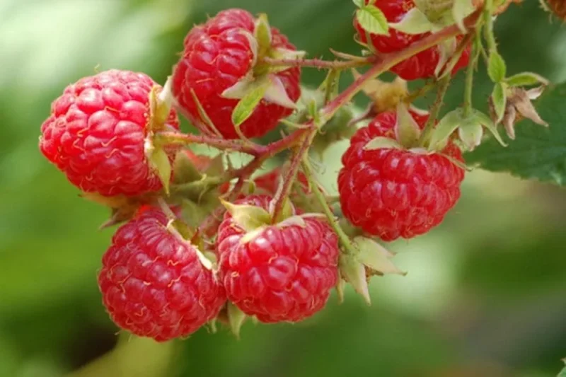 Dorman Red Raspberry Starter Plug - Heat-Tolerant Berry Plant