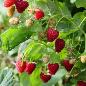 3 Dorman Red Raspberry Starter Plugs - Heat-Tolerant Bare Root Plant - Image 4
