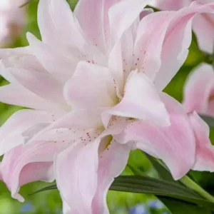 3 Double Lily Flower Bulbs Mix Pink White - Perennial Florist Flowers - Image 10