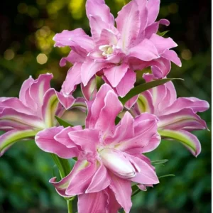 3 Double Lily Flower Bulbs Mix Pink White - Perennial Florist Flowers - Image 9