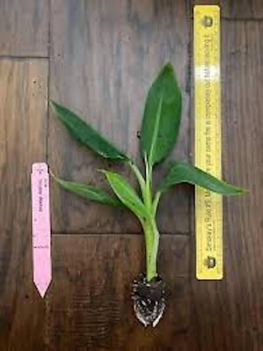 3 Double Mahoi Banana Plant - Edible Dwarf Cavendish Starter Live Plant - Fruit Tree - Image 3