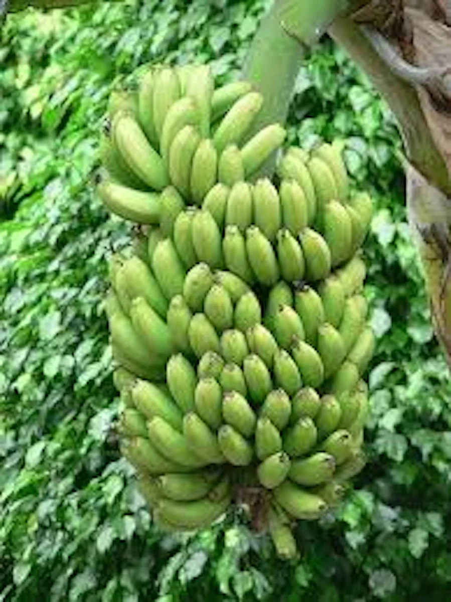 3 Double Mahoi Banana Plant - Edible Dwarf Cavendish Starter Live Plant - Fruit Tree - Image 4