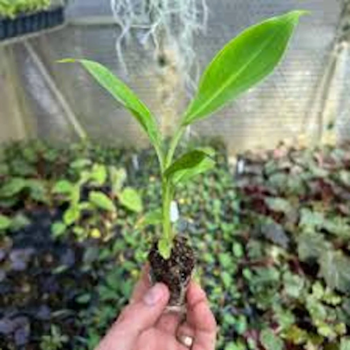 3 Double Mahoi Banana Plant - Edible Dwarf Cavendish Starter Live Plant - Fruit Tree - Image 5