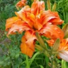3 Double Orange Bloom Daylily Roots - Live Perennial Plant for Garden - Image 1