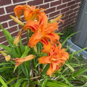 3 Double Orange Bloom Daylily Roots - Live Perennial Plant for Garden - Image 2