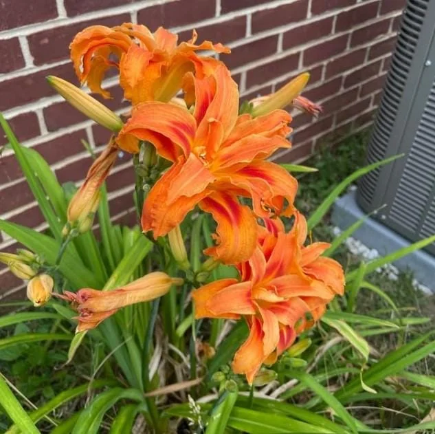 3 Double Orange Bloom Daylily Roots - Live Perennial Plant for Garden - Image 2
