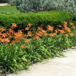 3 Double Orange Bloom Daylily Roots - Live Perennial Plant for Garden - Image 3
