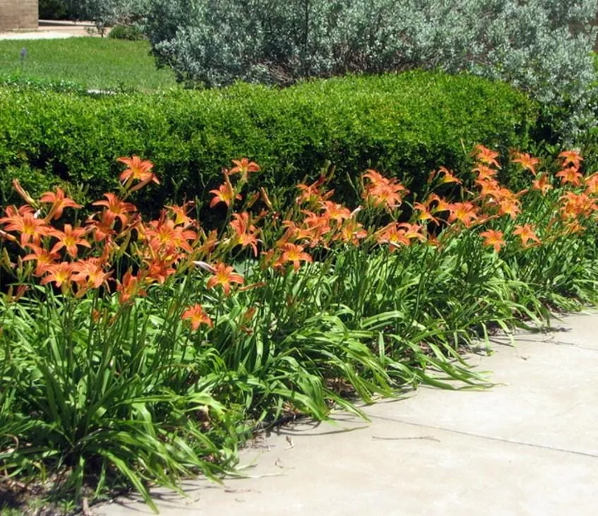 3 Double Orange Bloom Daylily Roots - Live Perennial Plant for Garden - Image 3