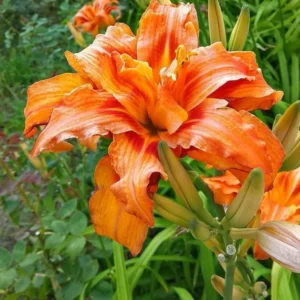 3 Double Orange Bloom Daylily Roots - Live Perennial Plant for Garden - Image 1
