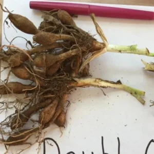 3 Double Orange Bloom Daylily Roots - Live Perennial Plant for Garden - Image 4