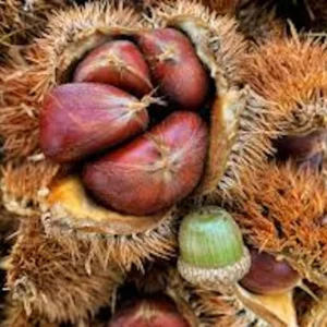 3 Dunstan Hybrid Chestnut Bare Root Trees - Blight Resistant, 12-24in Tall - Image 3