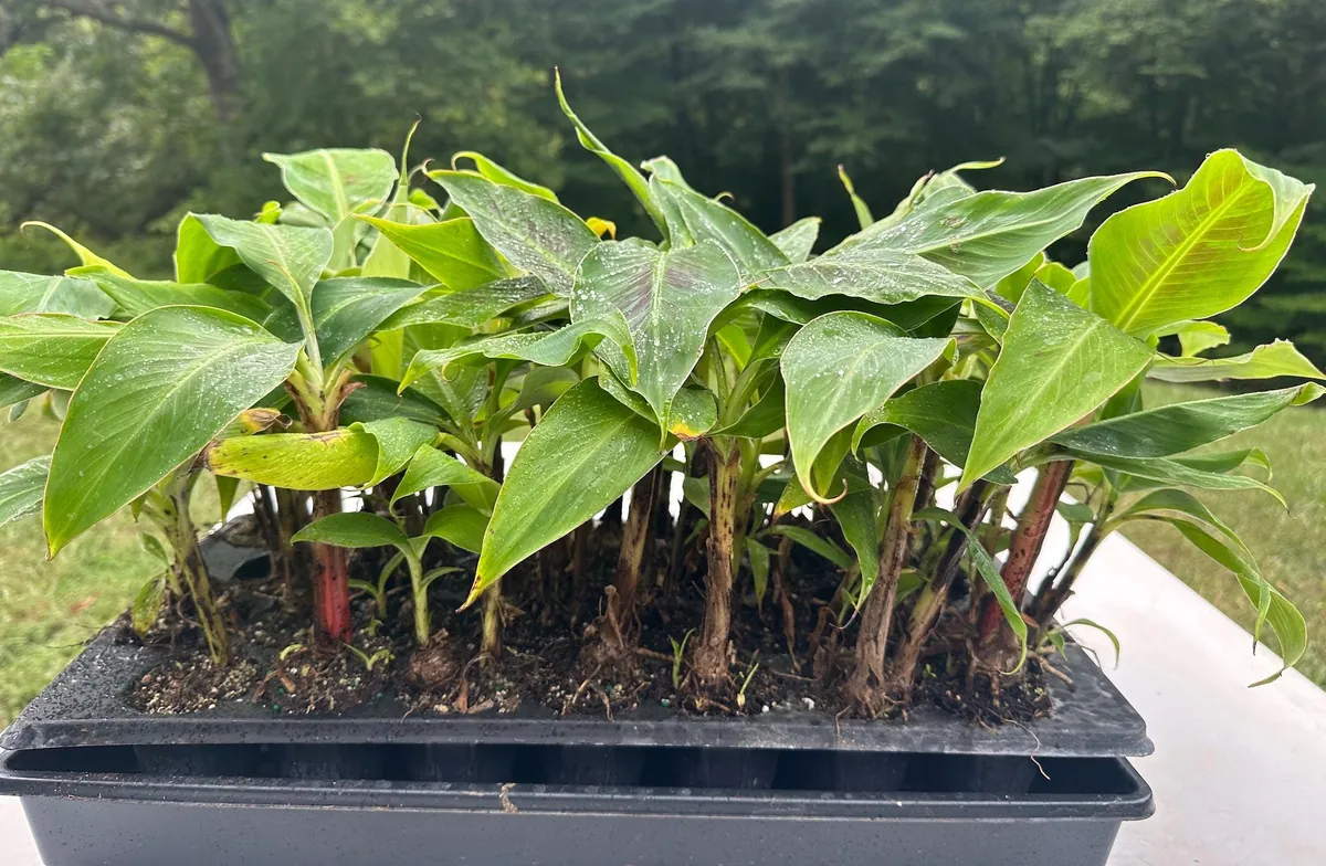 3 Dwarf Cavendish Banana Plant Plugs - Live Tropical Fruit Trees, Cold Hardy - Image 4